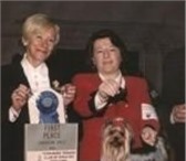 Кобель, Дата рождения 14 января 2011г, Родословная РКФ , Окрас золото с голубой сталью, На момент пр 65811  фото в Красноярске