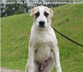 Щенки среднеазиатской овчарки 3399903 Среднеазиатская овчарка фото в Екатеринбурге