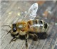 «Пчеловодное хозяйство Толмачева реализу