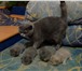 Foto в Прочее,  разное Разное Продаются котята скоттиш-фолд (вислоухие) в Москве 13 000