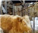 Фото в Домашние животные Другие животные Продам телку 9 месяцев.От высоко удойной в Горно-Алтайске 15 000
