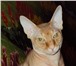 Изображение в Домашние животные Вязка Годовалый кот породы "Канадский Сфинкс" ищет в Челябинске 5 000