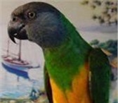Фотография в Домашние животные Птички Продаю синегальских попугаев,   они обучаемы в Санкт-Петербурге 10 000