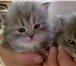 Ведется запись на очаровательных котят 2206403 Персидская фото в Москве