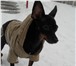 Фото в Домашние животные Вязка собак Красавчик той-терьер (стандарт) ищет подружку в Хабаровске 5 000