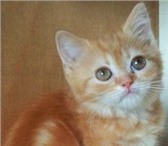 Шотландские вислоухие, британские, хайленд-фолд котята разного возраста и окраса,  Рыжие, красный 68869  фото в Москве