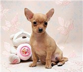 Фотография в Домашние животные Приму в дар приму собаку породы той терер пекинес или в Брянске 2 000