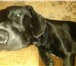 Фото в Домашние животные Вязка собак Чёрная королевская такса,кабель,год и 7 месяцев,гладкошерстный,все в Краснодаре 0