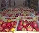 Фото в Прочее,  разное Разное Продам Продаются яблоки последнего урожая. в Волгограде 28