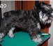 Изображение в Домашние животные Услуги для животных Грумер с опытом работы приведет в порядок в Ачинске 800