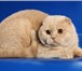 Фотография в Домашние животные Вязка милый шотландский вислоухий котик ищет невесту в Белгороде 0