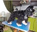Фото в Домашние животные Услуги для животных Стрижка собак и кошек. Стрижка (модельная в Москве 1 500
