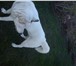 Фото в Домашние животные Вязка собак Сибирский хаски окрас белый не развязан возраст в Тольятти 0