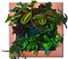 Фотография в Домашние животные Растения • Фитокартины Flowall• Встроенная система в Санкт-Петербурге 5 400