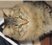 Foto в Домашние животные Отдам даром Очаровательные котята ищут дом и любящих в Энгельсе 0