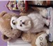 Изображение в Домашние животные Услуги для животных Предлагаем на вязку кобеля мальтийской болонки в Москве 25 000