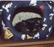 Фотография в Домашние животные Вязка Черная - причерная, волшебная кошка, ищет в Улан-Удэ 0