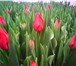 Фото в Домашние животные Растения Тюльпаны к 8 марта , вся палитра цветов, в Сочи 25