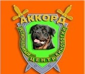 Фотография в Домашние животные Услуги для животных Профессионально оказываем услуги в сфере в Москве 0