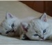 Шотландские котята от чемпионов мира, окрас blue point, глаза голубые, котятам 2 месяца, кот и 69421  фото в Ростове-на-Дону