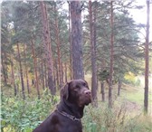 Фото в Домашние животные Вязка собак Шоколадный кобель, 2 года, выставочная оценка в Челябинске 10 000