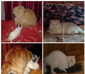 Фото в Домашние животные Вязка Предлагаем на вязку персидский котов. Окрас в Москве 1 500