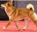 Фотография в Домашние животные Вязка собак Предлагается для вязокнебольшой ярко-рыжий в Москве 15 000