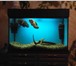 Foto в Домашние животные Рыбки Продается аквариум (200л.) с рыбками (Астронотусы) в Москве 8 000