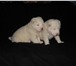 Продаются щенки белого туркменского Алабая  (САО) 159815  фото в Санкт-Петербурге
