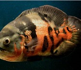 Фотография в Домашние животные Рыбки Мальки тигровых астронотусов   2 - 3  см.мальки в Новороссийске 50