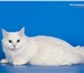Foto в Домашние животные Вязка Белоснежный котик породы Курильский бобтейл, в Химки 5 000