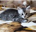 Сибирские котята ищут добрых хозяев 1170415 Сибирская фото в Минске