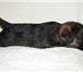 Продаются щенки бордер терьера с родословной, рожденные 7 января 2011 г, , клейменные, вакциниров 67425  фото в Екатеринбурге