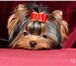 Фото в Домашние животные Стрижка собак Добрый,профессиональный грумер с большим в Грязи 1 000
