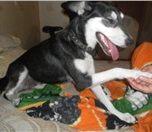 Изображение в Домашние животные Другие животные Молодая стерилизованная собака,   добрая; в Челябинске 0