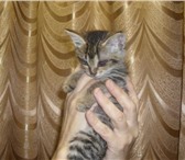 Слепая кошечка Боня ищет любящих и заботливых хозяев!Этой девочке 1 мес, , она слепая (инфекция пор 69155  фото в Уфе