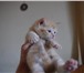 Foto в Домашние животные Отдам даром Два пушистых котенка, обе девочки, ищут хозяев. в Череповецке 0