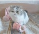 Персидская кошка Хороший подарок ко всем