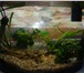 Фото в Домашние животные Рыбки Аквариум акваэль реал,26л.,с рыбками (4 сомика в Москве 0