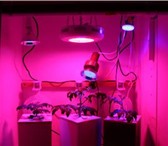 Изображение в Домашние животные Растения Тепличные светодиодные светильники отличаются в Владимире 2 900