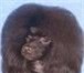 Пуделя подрощенного миниатюрного щенка коричневого окраса от родителей-чемпионов продаю,  Мальчик по 65110  фото в Москве