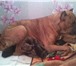 Продам щенков американского стаффордширского терьера 3594563 Американский стаффордширский терьер фото в Туле