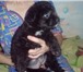 Продам ласкового и нежного щенка в хорошие руки, помесь болонки и пуделя трёх месяцев от роду, 64869  фото в Новосибирске