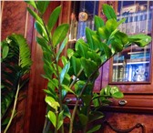 Фотография в Домашние животные Растения Продается долларовое дерево вместе с горшком. в Уфе 500