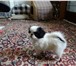 Продаю щенков японского хина, 2913924 Японский хин фото в Москве