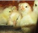 Изображение в Домашние животные Другие животные Фермерское хозяйство реализует птицу : Хайсекс в Москве 300