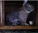 Фотография в Домашние животные Грызуны Кролики великан Фландр и фр. баран.в Татарстане в Бавлы 0