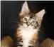 Продам котят мейнкунчиков 1721741 Мейн-кун фото в Москве