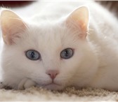 Foto в ? Отдам даром-приму в дар ласковый бесподобно красивый белый кот с в Санкт-Петербурге 0