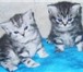 Британские котята, 401698 Британская короткошерстная фото в Ярославле